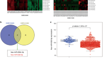 NRP1 knockdown inhibits the invasion and migration of rhabdoid tumor of ...