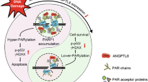 Picture of DNA damage-inducible transcript 3