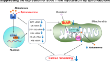 ABSTRACT Aldosterone antagonists have been reported to prevent ventricular remodeling after myocardial infarction (MI) _via_ their action to extracellular matrix (ECM). However, it remains largely unknown whether aldosterone antagonists attenuate myocyte loss in the remodeling process. The present study examined whether spironolactone prevents myocyte apoptosis and improves post-infarct ventricular remodeling in rats. MI was achieved by permanent occlusion of the left coronary artery. Administration of spironolactone (100 mg/kg/day) was started immediately after MI. Sprague-Dawley rats were divided into four groups: 1) sham, 2) spironolactone-treated sham, 3) untreated MI, 4) spironolactone-treated MI. Echocardiographic parameters (left ventricular [LV] diastolic dimension [LVDd], fractional shortening [%FS]), hemodynamic parameters (LV systolic pressure [LVSP], LV end-diastolic pressure [LVEDP], d_P_/d_t_max and d_P_/d_t_min) and collagen accumulation quantitated by Masson's Trichrome staining were significantly improved in the spironolactone-treated MI group on the 14th day, compared with the untreated MI group. Moreover, the percentage of apoptotic myocytes evaluated by terminal deoxynucleotide transferase–mediated dUTP nick end labeling (TUNEL) assay was significantly lower in the spironolactone-treated MI group on the 2nd (3.54% _vs_. 5.79% in untreated MI group), 7th (0.65% _vs_. 1.37% in untreated MI group) and 14th days (0.11% _vs_. 0.16% in untreated MI group). Real time reverse transcription–polymerase chain reaction (RT-PCR) analysis showed that the expression of mineralocorticoid receptor (MR) mRNA and that of 11_β_-hydroxysteroid dehydrogenase 2 (11_β_-HSD2) mRNA, which is known to confer aldosterone selectivity on MR, were upregulated in the untreated MI group, and that spironolactone significantly suppressed the expression of these genes. Moreover, spironolactone significantly inhibited aldosterone-induced apoptosis in cultured rat cardiac myocytes in a dose-dependent fashion. Our study demonstrates that, in addition to their effect on ECM, aldosterone antagonists inhibit myocyte apoptosis and prevent post-infarct ventricular remodeling by modulating the expression levels of MR and 11_β_-HSD2, which are enhanced in the remodeling heart. SIMILAR CONTENT BEING VIEWED BY OTHERS SUPPRESSING THE EXPRESSION OF STEROIDOGENIC ACUTE REGULATORY PROTEIN (STAR) IN THE MYOCARDIUM BY SPIRONOLACTONE CONTRIBUTES TO THE IMPROVEMENT OF RIGHT VENTRICULAR REMODELING IN PULMONARY ARTERIAL HYPERTENSION Article 04 October 2024 LONG-TERM ADMINISTRATION OF RECOMBINANT CANSTATIN PREVENTS ADVERSE CARDIAC REMODELING AFTER MYOCARDIAL INFARCTION Article Open access 30 July 2020 INHIBITION OF THE CANONICAL WNT SIGNALING PATHWAY BY A Β-CATENIN/CBP INHIBITOR PREVENTS HEART FAILURE BY AMELIORATING CARDIAC HYPERTROPHY AND FIBROSIS Article Open access 21 July 2021 ARTICLE PDF REFERENCES * Pfeffer MA : Left ventricular remodeling after acute myocardial infarction. _Annu Rev Med_ 1995; 46: 455–466. Article  CAS  Google Scholar  * Tatsumi T, Shiraishi J, Keira N, _et al_: Intracellular ATP is required for mitochondrial apoptotic pathways in isolated hypoxic rat cardiac myocytes. _Cardiovasc Res_ 2003; 52: 428–440. Article  Google Scholar  * Fliss H, Gattinger D : Apoptosis in ischemic and reperfused rat myocardium. _Circ Res_ 1996; 79: 949–956. Article  CAS  Google Scholar  * Kajstura J, Cheng W, Reiss K, _et al_: Apoptotic and necrotic myocyte cell deaths are independent contributing variables of infarct size in rats. _Lab Invest_ 1996; 74: 86–107. CAS  Google Scholar  * Cheng W, Kajstura J, Nitahara JA, _et al_: Programmed myocyte cell death affects the viable myocardium after infarction in rats. _Exp Cell Res_ 1996; 226: 316–327. Article  CAS  Google Scholar  * Olivetti G, Quaini F, Sala R, _et al_: Acute myocardial infarction in humans is associated with the activation of programmed myocyte cell death in the surviving portion of the heart. _J Mol Cell Cardiol_ 1996; 28: 2005–2016. Article  CAS  Google Scholar  * Beltrami CA, Finato N, Rocco M, _et al_: Structural basis of end-stage failure in ischemic cardiomyopathy in humans. _Circulation_ 1994; 89: 151–163. Article  CAS  Google Scholar  * Olivetti G, Abbi R, Quaini F, _et al_: Apoptosis in the failing human heart. _N Eng J Med_ 1997; 336: 1131–1141. Article  CAS  Google Scholar  * Saraste A, Pulkki K, Kallajoki M, _et al_: Cardiomyocyte apoptosis and progression of heart failure to transplantation. _Eur J Clin Invest_ 1999; 29: 380–386. Article  CAS  Google Scholar  * Packer M : The neurohormonal hypothesis: a theory to explain the mechanism of disease progression in heart failure. _J Am Coll Cardiol_ 1992; 20: 248–254. Article  CAS  Google Scholar  * Sato A, Saruta T : Aldosterone-induced organ damage: plasma aldosterone level and inappropriate salt status. _Hypertens Res_ 2004; 27: 303–310. Article  CAS  Google Scholar  * Pitt B, Zannad F, Remme WJ, _et al_: The effect of spironolactone on morbidity and mortality in patients with severe heart failure. _N Engl J Med_ 1999; 341: 709–717. Article  CAS  Google Scholar  * Pitt B, Remme W, Zannad F, _et al_, Eplerenone Post-Acute Myocardial Infarction Heart Failure Efficacy and Survival Study Investigators : Eplerenone, a selective aldosterone blocker, in patients with left ventricular dysfunction after myocardial infarction. _N Engl J Med_ 2003; 348: 1309–1321. Article  CAS  Google Scholar  * Mizuno Y, Yoshimura M, Yasue H, _et al_: Aldosterone production is activated in the failing ventricles in human. _Circulation_ 2001; 103: 72–77. Article  CAS  Google Scholar  * Yamamoto N, Yasue H, Mizuno Y, _et al_: Aldosterone is produced from ventricles in patients with essential hypertension. _Hypertension_ 2002; 39: 958–962. Article  CAS  Google Scholar  * Silvestre JS, Robert V, Heymes C, _et al_: Myocardial production of aldosterone and corticosterone in the rat: physiological regulation. _J Biol Chem_ 1998; 273: 4883–4891. Article  CAS  Google Scholar  * Struthers AD, MacDonald TM : Review of aldosterone-and angiotensin II–induced target organ damage and prevention. _Cardiovasc Res_ 2004; 61: 663–670. Article  CAS  Google Scholar  * Funder JW : Glucocorticoid and mineralocorticoid receptors: biology and clinical relevance. _Annu Rev Med_ 1997; 48: 231–240. Article  CAS  Google Scholar  * Slight SH, Ganjam VK, Gomez-Sanchez CE, Zhou MY, Weber KT : High affinity NAD+-dependent 11β-hydroxysteroid dehydrogenase in the human heart. _J Mol Cell Cardiol_ 1996; 28: 781–787. Article  CAS  Google Scholar  * Mano A, Tatsumi T, Shiraishi J, _et al_: Aldosterone directly induces myocyte apoptosis through calcineurin-dependent pathways. _Circulation_ 2004; 110: 317–323. Article  CAS  Google Scholar  * Kobara M, Tatsumi T, Kambayashi D, _et al_: Effect of ACE inhibition on myocardial apoptosis in an ischemia-reperfusion rat heart model. _J Cardiovasc Pharmacol_ 2003; 41: 880–889. Article  CAS  Google Scholar  * Veliotes DGA, Woodiwiss AJ, Deftereos DAJ, Gray D, Osadchii O, Norton GR : Aldosterone receptor blockade prevents the transition to cardiac pump dysfunction induced by β-adrenoreceptor activation. _Hypertension_ 2005; 45: 914–920. Article  CAS  Google Scholar  * Bäcklund T, Palojoki E, Saraste A, _et al_: Effect of vasopeptide inhibitor omapatrilat on cardiomyocyte apoptosis and ventricular remodeling in rat myocardial infarction. _Cardiovasc Res_ 2003; 57: 727–737. Article  Google Scholar  * Delyani JA, Robinson EL, Rudolph AE : Effect of a selective aldosterone receptor antagonist in myocardial infarction. _Am J Physiol_ 2001; 50: H647–H654. Google Scholar  * Brilla CG, Pick R, Tan LB, Janicki JS, Weber KT : Remodeling of the rat right and left ventricles in experimental hypertension. _Circ Res_ 1990; 67: 1355–1364. Article  CAS  Google Scholar  * Roussoulieres AL, Raisky O, Chalabreysse L, _et al_: Identification and characterization of two genes (MIP-1β, VE-CADHERIN) implicated in acute rejection in human heart transplantation: use of murine models in tandem with cDNA arrays. _Circulation_ 2005; 111: 2636–2644. Article  CAS  Google Scholar  * Delcayre C, Swynghedauw B : Molecular mechanisms of myocardial remodeling. The role of aldosterone. _J Mol Cell Cardiol_ 2002; 34: 1577–1584. Article  CAS  Google Scholar  * Solomon SD, Pfeffer MA : Aldosterone antagonism and myocardial infarction. From animals to man and back. _J Am Coll Cardiol_ 2003; 42: 1674–1676. Article  Google Scholar  * Zannad F, Alla F, Dousset B, Perez A, Pitt B, RALES Investigators : Limitation of excessive extracellular matrix turnover may contribute to survival benefit of spironolactone therapy in patients with congestive heart failure: insights from the Randomized Aldactone Evaluation Study (RALES). _Circulation_ 2000; 102: 2700–2706. Article  CAS  Google Scholar  * Suzuki G, Morita H, Mishima T, _et al_: Effects of long-term monotherapy with eplerenone, a novel aldosterone blocker, on progression of left ventricular dysfunction and remodeling in dogs with heart failure. _Circulation_ 2002; 106: 2967–2972. Article  CAS  Google Scholar  * Fraccarollo D, Galuppo P, Hildemann S, Christ M, Ertl G, Bauersachs J : Additive improvement of left ventricular remodeling and neurohormonal activation by aldosterone receptor blockade with eplerenone and ACE inhibition in rats with myocardial infarction. _J Am Coll Cardiol_ 2003; 42: 1666–1673. Article  CAS  Google Scholar  * Hayakawa K, Takemura G, Kanoh M, _et al_: Inhibition of granulation tissue cell apoptosis during the subacute stage of myocardial infarction improves cardiac remodeling and dysfunction at the chronic stage. _Circulation_ 2003; 108: 104–109. Article  Google Scholar  * Wencker D, Chandra M, Nguyen K, _et al_: A mechanistic role for cardiac myocyte apoptosis in heart failure. _J Clin Invest_ 2003; 111: 1497–1504. Article  CAS  Google Scholar  * Foo RSY, Mani K, Kitsis RN : Death begets failure in the heart. _J Clin Invest_ 2005; 115: 565–571. Article  CAS  Google Scholar  * Cesselli D, Jakoniuk I, Barlucchi L, _et al_: Oxidative stress–mediated cardiac cell death is a major determinant of ventricular dysfunction and failure in dog dilated cardiomyopathy. _Circ Res_ 2001; 89: 279–286. Article  CAS  Google Scholar  * Chandrashekhar Y, Sen S, Anway R, Shuros A, Anand I : Long-term caspase inhibition ameliorates apoptosis, reduces myocardial troponin-I cleavage, protects left ventricular function, and attenuates remodeling in rats with myocardial infarction. _J Am Coll Cardiol_ 2004; 43: 295–301. Article  CAS  Google Scholar  * Leri A, Claudio PP, Li Q, _et al_: Stretch-mediated release of angiotensin II induces myocyte apoptosis by activating p53 that enhances the local renin-angiotensin system and decreases the Bcl-2-to-Bax protein ratio in the cell. _J Clin Invest_ 1998; 101: 1326–1342. Article  CAS  Google Scholar  * de Gasparo M, Joss U, Ramjoue HP, _et al_: Three new epoxy-spironolactone derivatives: characterization _in vivo_ and _in vitro_. _J Pharmacol Exp Ther_ 1987; 240: 650–656. CAS  PubMed  Google Scholar  * Silvestre JS, Heymes C, Oubenaissa A, _et al_: Activation of cardiac aldosterone production in rat myocardial infarction. Effect of angiotensin II receptor blockade and role in cardiac fibrosis. _Circulation_ 1999; 99: 2694–2701. Article  CAS  Google Scholar  * Katada J, Meguro T, Saito H, _et al_: Persistent cardiac aldosterone synthesis in angiotensin II type 1A receptor–knockout mice after myocardial infarction. _Circulation_ 2005; 111: 2157–2164. Article  CAS  Google Scholar  * Funder JW, Pearce PT, Smith R, Smith AI : Mineralocorticoid action: target tissue specificity is enzyme, not receptor, mediated. _Science_ 1988; 242: 986–989. Article  Google Scholar  * Sheppard KE, Autelitano DJ : 11β-Hydroxysteroid dehydrogenase 1 transforms 11-dehydrocorticosterone into transcriptionally active glucocorticoid in neonatal rat heart. _Endocrinology_ 2002; 143: 198–204. Article  CAS  Google Scholar  * Lombes M, Oblin ME, Gasc JM, Baulieu EE, Farman N, Bonvalet JP : Immunohistochemical and biochemical evidence for a cardiovascular mineralocorticoid receptor. _Circ Res_ 1992; 71: 503–510. Article  CAS  Google Scholar  * Young M, Fullerton M, Dilley R, Funder J : Mineralocorticoids, hypertension, and cardiac fibrosis. _J Clin Invest_ 1994; 93: 2578–2583. Article  CAS  Google Scholar  * Sato A, Funder JW : High glucose stimulates aldosterone-induced hypertrophy _via_ type 1 meneralocorticoid receptors in neonatal rat cardiomyocytes. _Endocrinology_ 1996; 137: 4145–4153. Article  CAS  Google Scholar  * Qin W, Rudolph AE, Bond BR, _et al_: Transgenic model of aldosterone-driven cardiac hypertrophy and heart failure. _Circ Res_ 2003; 93: 69–76. Article  CAS  Google Scholar  * Nagata K, Obata K, Xu J, _et al_: Mineralocorticoid receptor antagonism attenuates cardiac hypertrophy and failure in low-aldosterone hypertensive rats. _Hypertension_ 2006; 47: 656–664. Article  CAS  Google Scholar  * Konishi A, Tazawa C, Miki Y, _et al_: The possible roles of mineralocorticoid receptor and 11β-hydroxysteroid dehydrogenase type 2 in cardiac fibrosis in the spontaneously hypertensive rat. _J Steroid Biochem Mol Biol_ 2003; 85: 439–442. Article  CAS  Google Scholar  * Castren M, Trapp T, Berninger B, Castren E, Holsboer F : Transcriptional induction of rat mineralocorticoid receptor gene in neurones by corticosteroids. _J Mol Endocrinol_ 1995; 14: 285–293. Article  CAS  Google Scholar  * Lister K, Autelitano DJ, Jenkins A, Hannan RD, Sheppard KE : Cross talk between corticosteroids and alpha-adrenergic signalling augments cardiomyocyte hypertrophy: a possible role for SGK1. _Cardiovasc Res_ 2006; 70: 555–565. Article  CAS  Google Scholar  * Sun K, Yang K, Challis JR : Differential regulation of 11β-hydroxysteroid dehydrogenase type 1 and 2 by nitric oxide in cultured human placental trophoblast and chorionic cell preparation. _Endocrinology_ 1997; 138: 4912–4920. Article  CAS  Google Scholar  * Suzuki S, Tsubochi H, Ishibashi H, _et al_: Inflammatory mediators down-regulate 11β-hydroxysteroid dehydrogenase type 2 in a human lung epithelial cell line BEAS-2B and the rat lung. _Tohoku J Exp Med_ 2005; 207: 293–301. Article  CAS  Google Scholar  * Fukushima K, Funayama Y, Yonezawa H, _et al_: Aldosterone enhances 11β-hydroxysteroid dehydrogenase type 2 expression in colonic epithelial cells _in vivo_. _Scand J Gastroenterol_ 2005; 40: 850–857. Article  Google Scholar  Download references AUTHOR INFORMATION AUTHORS AND AFFILIATIONS * Department of Cardiovascular Medicine, Kyoto Prefectural University School of Medicine, Kyoto, Japan Mitsuo Takeda, Tetsuya Tatsumi, Shinsaku Matsunaga, Hironori Hayashi, Masaki Kimata, Shoken Honsho, Susumu Nishikawa, Akiko Mano, Jun Shiraishi, Hiroyuki Yamada, Tomosaburo Takahashi, Satoaki Matoba & Hiroaki Matsubara * Department of Clinical Pharmacology, Kyoto Pharmaceutical University, Kyoto, Japan Miyuki Kobara Authors * Mitsuo Takeda View author publications You can also search for this author inPubMed Google Scholar * Tetsuya Tatsumi View author publications You can also search for this author inPubMed Google Scholar * Shinsaku Matsunaga View author publications You can also search for this author inPubMed Google Scholar * Hironori Hayashi View author publications You can also search for this author inPubMed Google Scholar * Masaki Kimata View author publications You can also search for this author inPubMed Google Scholar * Shoken Honsho View author publications You can also search for this author inPubMed Google Scholar * Susumu Nishikawa View author publications You can also search for this author inPubMed Google Scholar * Akiko Mano View author publications You can also search for this author inPubMed Google Scholar * Jun Shiraishi View author publications You can also search for this author inPubMed Google Scholar * Hiroyuki Yamada View author publications You can also search for this author inPubMed Google Scholar * Tomosaburo Takahashi View author publications You can also search for this author inPubMed Google Scholar * Satoaki Matoba View author publications You can also search for this author inPubMed Google Scholar * Miyuki Kobara View author publications You can also search for this author inPubMed Google Scholar * Hiroaki Matsubara View author publications You can also search for this author inPubMed Google Scholar CORRESPONDING AUTHOR Correspondence to Tetsuya Tatsumi. RIGHTS AND PERMISSIONS Reprints and permissions ABOUT THIS ARTICLE CITE THIS ARTICLE Takeda, M., Tatsumi, T., Matsunaga, S. _et al._ Spironolactone Modulates Expressions of Cardiac Mineralocorticoid Receptor and 11_β_-Hydroxysteroid Dehydrogenase 2 and Prevents Ventricular Remodeling in Post-Infarct Rat Hearts. _Hypertens Res_ 30, 427–437 (2007). https://doi.org/10.1291/hypres.30.427 Download citation * Received: 21 April 2006 * Accepted: 20 December 2006 * Issue Date: 01 May 2007 * DOI: https://doi.org/10.1291/hypres.30.427 SHARE THIS ARTICLE Anyone you share the following link with will be able to read this content: Get shareable link Sorry, a shareable link is not currently available for this article. Copy to clipboard Provided by the Springer Nature SharedIt content-sharing initiative KEYWORDS * aldosterone * apoptosis * heart failure * myocardial infarction * remodeling