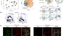 Cellular distribution of c-Jun and c-Fos in rat lung before and after ...