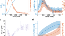 hypothesis of bacterial growth hypothesis of bacterial growth