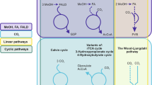 thesis on hydrocarbon