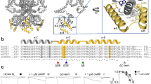 ABSTRACT CYCLIC AMP acts as a second messenger in the modulation of several ion channels1–9 that are typically controlled by a phosphorylation process10. In cardiac pacemaker cells, adrenaline and acetylcholine regulate the hyperpolarization-activated current (_i_f), but in opposite ways; this current is involved in the generation and modulation of pacemaker activity11. These actions are mediated by cAMP and underlie control of spontaneous rate by neurotransmitters12–17. Whether the cAMP modulation of _i_f is mediated by channel phosphorylation is, however, still unknown. Here we investigate the action of cAMP on _i_f in excised patches of cardiac pacemaker cells and find that cAMP activates _i_f by a mechanism independent of phosphorylation, involving a direct interaction with the channels at their cytoplasmic side. Cyclic AMP activates _i_f by shifting its activation curve to more positive voltages, in agreement with whole-cell results. This is the first evidence of an ion channel whose gating is dually regulated by voltage and direct cAMP binding. Access through your institution Buy or subscribe This is a preview of subscription content, access via your institution ACCESS OPTIONS Access through your institution Subscribe to this journal Receive 51 print issues and online access $199.00 per year only $3.90 per issue Learn more Buy this article * Purchase on SpringerLink * Instant access to full article PDF Buy now Prices may be subject to local taxes which are calculated during checkout ADDITIONAL ACCESS OPTIONS: * Log in * Learn about institutional subscriptions * Read our FAQs * Contact customer support SIMILAR CONTENT BEING VIEWED BY OTHERS A HIGH AFFINITY SWITCH FOR CAMP IN THE HCN PACEMAKER CHANNELS Article Open access 29 January 2024 ELECTROMECHANICAL COUPLING MECHANISM FOR ACTIVATION AND INACTIVATION OF AN HCN CHANNEL Article Open access 14 May 2021 CAMP-DEPENDENT REGULATION OF HCN4 CONTROLS THE TONIC ENTRAINMENT PROCESS IN SINOATRIAL NODE PACEMAKER CELLS Article Open access 03 November 2020 REFERENCES * Tsien, R. W. _Advances in Cyclic Nucleotide Research_ 8, 363–420 (1977). CAS  PubMed  Google Scholar  * Reuter, H. _Nature_ 301, 569–574 (1983). Article  ADS  CAS  PubMed  Google Scholar  * Osterrieder, W. _et al._ _Nature_ 298, 576–578 (1982). Article  ADS  CAS  PubMed  Google Scholar  * de Peyer, J. E., Cachelin, A. B., Levitan, I. B. & Reuter, H. _Proc. natn. Acad. Sci. U.S.A._ 79, 4207–4211 (1982). Article  ADS  CAS  Google Scholar  * Shuster, M. J., Camardo, J. S., Siegelbaum, S. A. & Kandel, E. R. _Nature_ 313, 392–395 (1985). Article  ADS  CAS  PubMed  Google Scholar  * Ewald, D. A., Williams, A. & Levitan, I. B. _Nature_ 315, 503–506 (1985). Article  ADS  CAS  PubMed  Google Scholar  * Walsh, K. B. & Kass, R. S. _Science_ 242, 67–69 (1988). Article  ADS  CAS  PubMed  Google Scholar  * Li, M. _et al._ _Nature_ 331, 358–360 (1988). Article  ADS  CAS  PubMed  Google Scholar  * Kume, H., Takai, A., Tokuno, H. & Tomita, T. _Nature_ 341, 152–154 (1989). Article  ADS  CAS  PubMed  Google Scholar  * Levitan, I. B. _J. Memb. Biol._ 87, 177–190 (1985). Article  CAS  Google Scholar  * DiFrancesco, D. _Prog. Biophys. molec. Biol._ 6, 163–183 (1985). Article  Google Scholar  * Tsien, R. W. _J. gen. Physiol._ 64, 293–319 (1974). Article  CAS  PubMed  PubMed Central  Google Scholar  * Brown, H. F., DiFrancesco, D. & Noble, S. J. _Nature_ 280, 235–236 (1979). Article  ADS  CAS  PubMed  Google Scholar  * DiFrancesco, D., Ferroni, A., Mazzanti, M. & Tromba, C. _J. Physiol., Lond._ 377, 61–88 (1986). Article  CAS  PubMed  PubMed Central  Google Scholar  * DiFrancesco, D. _Nature_ 324, 470–473 (1986). Article  ADS  CAS  PubMed  Google Scholar  * DiFrancesco, D. & Tromba, C. _J. Physiol., Lond._ 405, 493–510 (1988). Article  PubMed  PubMed Central  Google Scholar  * DiFrancesco, D., Ducouret, P. & Robinson, R. B. _Science_ 243, 669–671 (1989). Article  ADS  CAS  PubMed  Google Scholar  * Yatani, A., Okabe, K., Codina, J., Birnbaumer, A. & Brown, A. M. _Science_ 249, 1163–1166 (1990). Article  ADS  CAS  PubMed  Google Scholar  * Chang, F., Rosen, M., Tromba, C., Cohen, I. S. & DiFrancesco, D. _Biophys. J._ 57, 141a (1990). Google Scholar  * Eckstein, F., Cassel, D., Levkovitz, H., Lowe, M. & Selinger, Z. _J. biol. Chem._ 254, 9829–9834 (1979). CAS  PubMed  Google Scholar  * DiFrancesco, D. & Tromba, C. _J. Physiol., Lond._ 405, 477–491 (1988). Article  PubMed  PubMed Central  Google Scholar  * Teresaki, W. L. & Brooker, G. _J. biol. Chem._ 252, 1041–1050 (1977). Google Scholar  * Fesenko, E. E., Kolesnikov, S. S. & Lyubarsky, A. L. _Nature_ 313, 310–313 (1984). Article  ADS  Google Scholar  * Haynes, L. W. & Yau, K. W. _Nature_ 317, 61–64 (1986). Article  ADS  Google Scholar  * Johnson, E. C. _et al._ _Nature_ 324, 468–470 (1986). Article  ADS  CAS  PubMed  Google Scholar  * Nakamura, T. & Gold, G. H. _Nature_ 325, 442–444 (1987). Article  ADS  CAS  PubMed  Google Scholar  * Dhallan, R. S., Yau, K., Schrader, K. & Reed, R. R. _Nature_ 347, 184–187 (1990). Article  ADS  CAS  PubMed  Google Scholar  * Bobker, D. & Williams, J. T. _Neuron_ 2, 1535–1540 (1989). Article  CAS  PubMed  Google Scholar  * Pape, H-C. & McCormick, D. A. _Nature_ 340, 715–718 (1989). Article  ADS  CAS  PubMed  Google Scholar  * Demaille, J. G., Peters, K. A. & Fischer, E. H. _Biochemistry_ 16, 3080–3086 (1977). Article  CAS  PubMed  Google Scholar  Download references AUTHOR INFORMATION AUTHORS AND AFFILIATIONS * Dipartimento di Fisiologia e Biochimica Generali, Universitá di Milano, via Celoria 26, 20133, Milano, Italy Dario DiFrancesco & Paolo Tortora Authors * Dario DiFrancesco View author publications You can also search for this author inPubMed Google Scholar * Paolo Tortora View author publications You can also search for this author inPubMed Google Scholar RIGHTS AND PERMISSIONS Reprints and permissions ABOUT THIS ARTICLE CITE THIS ARTICLE DiFrancesco, D., Tortora, P. Direct activation of cardiac pacemaker channels by intracellular cyclic AMP. _Nature_ 351, 145–147 (1991). https://doi.org/10.1038/351145a0 Download citation * Received: 26 October 1990 * Accepted: 04 March 1991 * Issue Date: 09 May 1991 * DOI: https://doi.org/10.1038/351145a0 SHARE THIS ARTICLE Anyone you share the following link with will be able to read this content: Get shareable link Sorry, a shareable link is not currently available for this article. Copy to clipboard Provided by the Springer Nature SharedIt content-sharing initiative