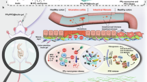 SAA3 deficiency exacerbates intestinal fibrosis in DSS-induced IBD ...