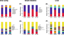 Porphyromonas gingivalis aggravates colitis via a gut microbiota ...