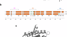 ABSTRACT This study addresses the contributions of specific retinoid receptors during all-_TRANS_-retinoic acid (RA)-mediated differentiation and growth suppression of human embryonal carcinoma cells. The pleiotropic effects of RA are mediated by retinoic acid receptors (RARs) and retinoid X receptors (RXRs), members of the nuclear receptor family of transcription factors. After RA-treatment the multipotent human embryonal carcinoma cell line NTERA-2 clone D1 (NT2/D1) displays limited proliferative potential, reduced tumorigenicity, and morphologic and immunophenotypic neuronal maturation. RARγ over-expression in NT2/D1 cells signals mesenchymal NT2/D1 terminal differentiation while RARα and RARβ do not and RARγ overcomes retinoid resistance in an NT2/D1 clone (NT2/D1-R1) having deregulated RARγ expression. Since RARγ transfectants do not display neuronal maturation, this study sought to identify cooperating retinoid receptors engaged in NT2/D1 differentiation. Through gain of function experiments, this report highlights RXRβ as playing an important role along with RARγ in signaling differentiation of NT2/D1 cells. Stable over-expression of RXRβ, but not RXRα or RXRγ, was found to signal NT2/D1 growth suppression and to induce a non-neuronal morphology and immunophenotype. Notably, co-transfection of RARγ and RXRβ resulted in marked growth suppression and for the first time, expression of typical neuronal markers of NT2/D1 differentiation. To clarify the role of RXRβ and RARγ in this differentiation program, a modified transient fibroblast growth factor-4 (FGF4) promoter-enhancer reporter assay that reflects effective RA-mediated differentiation of NT2/D1 cells was employed. Transfection of RARγ or RXRβ in NT2/D1 cells augments transcriptional repression of the FGF4 reporter and RARγ and RXRβ co-transfection markedly repressed reporter activity, indicating the combined role of these receptors in RA-induced NT2/D1 differentiation. Taken together, these findings reveal specific retinoid receptors must cooperate to signal terminal growth suppression and maturation of NT2/D1 cells. Since the transcriptional repression of FGF4 is coupled to the effective maturation of human embryonal carcinoma cells, the described co-transfection strategy should prove useful to identify genes with positive or negative effects on the differentiation program of these tumor cells. Access through your institution Buy or subscribe This is a preview of subscription content, access via your institution ACCESS OPTIONS Access through your institution Subscribe to this journal Receive 50 print issues and online access $259.00 per year only $5.18 per issue Learn more Buy this article * Purchase on SpringerLink * Instant access to full article PDF Buy now Prices may be subject to local taxes which are calculated during checkout ADDITIONAL ACCESS OPTIONS: * Log in * Learn about institutional subscriptions * Read our FAQs * Contact customer support SIMILAR CONTENT BEING VIEWED BY OTHERS EFFECTS OF RARΑ LIGAND BINDING DOMAIN MUTATIONS ON BREAST FIBROEPITHELIAL TUMOR FUNCTION AND SIGNALING Article Open access 03 January 2025 RHOA/C INHIBITS PROLIFERATION BY INDUCING THE SYNTHESIS OF GPRC5A Article Open access 27 July 2020 LINEAGE SPECIFIC TRANSCRIPTION FACTOR WAVES REPROGRAM NEUROBLASTOMA FROM SELF-RENEWAL TO DIFFERENTIATION Article Open access 23 April 2024 AUTHOR INFORMATION Author notes * Begonia Mellado Present address: Servicio de Coordinacion Oncologica, Hospital Clinic, Barcelona, Spain * Kei-Siong Khoo Present address: Department of Medical Oncology, Singapore General Hospital, Singapore AUTHORS AND AFFILIATIONS * Department of Medicine, Laboratory of Molecular Medicine, Memorial Hospital and Molecular Pharmacology and Therapeutics Program, Sloan-Kettering Institute, Memorial Sloan-Kettering Cancer Center, New York, 10021, NY, USA Michael J Spinella, Sutisak Kitareewan, Begonia Mellado, David Sekula, Kei-Siong Khoo & Ethan Dmitrovsky Authors * Michael J Spinella View author publications You can also search for this author inPubMed Google Scholar * Sutisak Kitareewan View author publications You can also search for this author inPubMed Google Scholar * Begonia Mellado View author publications You can also search for this author inPubMed Google Scholar * David Sekula View author publications You can also search for this author inPubMed Google Scholar * Kei-Siong Khoo View author publications You can also search for this author inPubMed Google Scholar * Ethan Dmitrovsky View author publications You can also search for this author inPubMed Google Scholar RIGHTS AND PERMISSIONS Reprints and permissions ABOUT THIS ARTICLE CITE THIS ARTICLE Spinella, M., Kitareewan, S., Mellado, B. _et al._ Specific retinoid receptors cooperate to signal growth suppression and maturation of human embryonal carcinoma cells. _Oncogene_ 16, 3471–3480 (1998). https://doi.org/10.1038/sj.onc.1201876 Download citation * Received: 09 October 1997 * Revised: 28 January 1998 * Accepted: 28 January 1998 * Published: 14 July 1998 * Issue Date: 02 July 1998 * DOI: https://doi.org/10.1038/sj.onc.1201876 SHARE THIS ARTICLE Anyone you share the following link with will be able to read this content: Get shareable link Sorry, a shareable link is not currently available for this article. Copy to clipboard Provided by the Springer Nature SharedIt content-sharing initiative KEYWORDS * retinoic acid * differentiation * embryonal carcinoma * teratocarcinoma * retinoid receptors