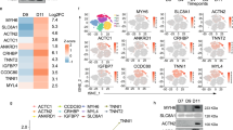 studies on stem cells research and therapy