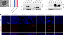 antigen processing and presentation nature review antigen processing and presentation nature review