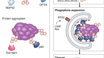 autophagosome maturation an epic journey from the er to lysosomes
