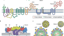 zika virus research paper pdf