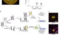Cryo-EM structure and evolutionary history of the conjugation surface ...