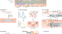 support stem cell research articles