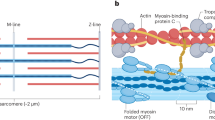 Recently, two of us (M.Y. and H.S.) described an apparatus, termed the stream cell, in which a circulating flow could be induced by the interaction of heavy meromyosin (HMM) with F-actin (filamentous actin), purified from rabbit skeletal muscle1–5. Here we describe a novel system, the actomyosin motor, consisting of a rotor with F-actin attached which rotates in a specific direction, driven by the ATP-hydrolysing interaction of HMM with F-actin. This actomyosin motor can be prepared much more easily than the stream cell, and motor activity was observed with almost 100% success when the experiment was done carefully. This system represents a novel biological motor which, like the stream cell, is suitable for studying the chemo-mechanical coupling of actin and active myosin fragments.Anyone you share the following link with will be able to read this content: