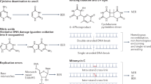 dna repair research paper