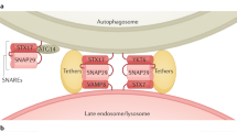 autophagosome maturation an epic journey from the er to lysosomes