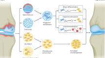 research progress on stem cell therapies for articular cartilage regeneration