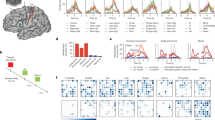 the representation of body parts in primary sensory cortex is