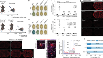 presentation of herpes simplex virus