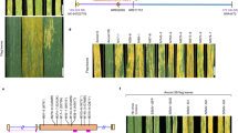 research paper on bread wheat