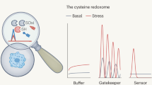 Reaction of Cysteine and Glutathione with Derivatives of Many Sympathomimetic Amines