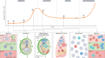 the presentation of antigens