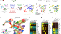 cardiovascular research graphical abstract