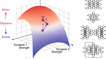 brain hypothesis psychology