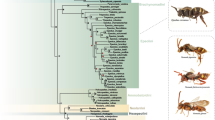 journal of hymenoptera research journal of hymenoptera research
