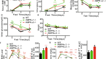 ABSTRACT Erythrocytes are the key target in 5′-AMP induced hypometabolism. To understand how regulation of endogenous erythrocyte AMP levels modulates systemic metabolism, we generated mice deficient in both CD73 and AMPD3, the key catabolic enzymes for extracellular and intra-erythrocyte AMP, respectively. Under physiological conditions, these mice displayed enhanced capacity for physical activity accompanied by significantly higher food and oxygen consumption, compared to wild type mice. Erythrocytes from _Ampd3_−/− mice exhibited higher half-saturation pressure of oxygen (p50) and about 3-fold higher levels of ATP and ADP, while they maintained normal 2,3-bisphosphoglycerate (2,3-BPG), methemoglobin levels and intracellular pH. The affinity of mammalian hemoglobin for oxygen is thought to be regulated primarily by 2,3-BPG levels and pH (the Bohr effect). However, our results show that increased endogenous levels of ATP and ADP, but not AMP, directly increase the p50 value of hemoglobin. Additionally, the rise in erythrocyte p50 directly correlates with an enhanced capability of systemic metabolism. SIMILAR CONTENT BEING VIEWED BY OTHERS AMPKΑ2 REGULATES FASTING-INDUCED HYPERKETONEMIA BY SUPPRESSING SCOT UBIQUITINATION AND DEGRADATION Article Open access 19 January 2024 IMPAIRED SKELETAL MUSCLE HYPERTROPHY SIGNALING AND AMINO ACID DEPRIVATION RESPONSE IN APOE KNOCKOUT MICE WITH AN UNHEALTHY LIPOPROTEIN DISTRIBUTION Article Open access 12 August 2021 HEME DEFICIENCY IN SKELETAL MUSCLE EXACERBATES SARCOPENIA AND IMPAIRS AUTOPHAGY BY REDUCING AMPK SIGNALING Article Open access 27 September 2024 INTRODUCTION We have previously reported that 5′-adenosine monophosphate (AMP) can safely induce mammals to enter a transient hypometabolism state that resembles the behavior of torpor observed naturally in many species of animals during prolonged periods of metabolic stress1. Our previous findings suggested that the uptake of AMP by erythrocytes alters intracellular adenine nucleotide ratios, leading to reduced oxygen transport capacity and induction of hypometabolism2,3. These findings prompted our further investigation into how erythrocyte AMP regulates oxygen transport by hemoglobin (Hb) in erythrocytes thus modulating systemic metabolism. It is known that under physiological conditions, there are two main modulators of the erythrocyte’s gas transport function in mammals: 1) the reduction in pH due to dissolved CO2 levels (the Bohr effect) increases the release of oxygen in metabolically active tissues due to an increased Hb p50 in the lower pH micro-environment4; 2) the increase in a glycolytic metabolite, 2,3-bisphosphoglycerate (2,3-BPG), that directly binds to Hb, altering its quaternary structure leading to reduced affinity for oxygen5. The importance of 2,3-BPG in regulating the erythrocyte’s oxygen transport function was further supported by observations that erythrocytes from humans with a deficiency in 2,3-BPG mutase, the biosynthetic enzyme for 2,3-BPG, displayed reduced p50 values indicating an increased affinity for oxygen6. Many other organic phosphates, including adenine nucleotides were suggested to regulate Hb’s oxygen affinity5. However, it has been argued that the physiological concentrations of most of these organic phosphates were insufficient to have significant effects on Hb affinity for oxygen _in vivo_7. Further, erythrocytes lack _de novo_ purine biosynthesis and their adenine nucleotide pools are thought to be relatively constant8. We have previously proposed that oxygen transport was disrupted by AMP-uptake, which led us to ask whether these effects could be investigated by blocking AMP degradation in erythrocytes. Intracellular AMP is catabolized by two established pathways, dephosphorylation by cytosolic 5′-nucleotidase to adenosine, or deamination to IMP by AMP deaminase (AMPD)9. However, the Km for adenosine deaminase is two orders of magnitude larger than the Km of adenosine kinase for phosphorylating adenosine back to AMP9. Thus, the intracellular catabolism of AMP is primarily carried out by AMPD. Although there are three known AMPD isoforms, erythrocytes have only AMPD310. To further validate the erythrocyte’s role in mediating 5′-AMP induced hypometabolism (AIHM), we generated mice deficient in AMPD33. We reported that AMPD enzymatic activities were present in all tissues of _Ampd3_−/− mice except the erythrocytes and that _Ampd3_−/− mice were much more sensitive to AIHM, supporting our previous findings that erythrocytes are the cellular initiators of AIHM. Additionally, AMP is catabolized by CD73, the key extracellular ecto-nucleotidase responsible for dephosphorylating AMP to adenosine11. We also observed that the AIHM effect was more pronounced in the _Cd73_−/− mice2. These findings led us to ask whether the loss of both CD73 and AMPD3 would lead to increased erythrocyte physiological adenine nucleotides levels, which could alter erythrocyte oxygen transport function. In the current study, we generated mice deficient in both CD73 and AMPD3. Our studies revealed that these two regulators of AMP levels act synergistically to regulate systemic metabolism via regulation of adenine nucleotide (ATP, ADP and AMP) levels in erythrocytes, resulting in more significant changes in ATP and ADP levels than in those of AMP. We observed that an increase in endogenous concentrations of adenine nucleotides, particularly ATP, in AMPD3 deficient erythrocytes is sufficient to decrease Hb affinity for oxygen. This is reflected in corresponding increases in p50 values in _Ampd3_−/− erythrocytes. The lower affinity for oxygen in erythrocytes increased the delivery of oxygen to tissues, especially working muscle, allowing _Ampd3_−/−/_Cd73_−/− mice to maintain high metabolic activities over longer periods during wheel-running. MATERIALS AND METHODS MOUSE HOUSING/HUSBANDRY/PROTOCOLS All animal studies were carried out in an approved animal facility by trained personnel under protocols HSC-AWC-13-012 and HSC-AWC-12-079 approved by Animal Welfare Committee (AWC), the institutional animal care and use committee (IACUC) at UTHSC-Houston. The _Ampd3_−/−/_Cd73_−/− mouse line was generated by crossing _Ampd3_−/− and _Cd73_−/− mice previously described, back crossing the F1 mice and selecting for _Ampd3_−/−/_Cd73_−/− mice based on genotyping3,12. WHEEL RUNNING EXPERIMENTS Mice were placed in individual cages with a running wheel within a circadian chamber and provided with food and water ad libitum as previously described13,14. Briefly, wheel-running activity was measured continuously using Actiview Software. For each genotype both male and female mice (n = 4) of similar age were used. Mice were kept in a 12 h:12 h light:dark (LD) cycle for 2 weeks. The quantification of total wheel revolutions in zeitgeber time (ZT) was determined using Actiview software. METABOLIC CHAMBER EXPERIMENTS A Comprehensive Lab Animal Monitoring System (CLAMS, Columbus Instruments, Columbus, OH) was used to measure animal metabolic rate as previously described2. Briefly, each chamber contained an individual mouse with free access to food and water. The O2 consumption and CO2 production of each mouse was monitored and recorded with the OxyMax System from Columbus Instruments. Each chamber has the option of wheel addition for running. The chamber was maintained at normal husbandry conditions under a 12 h:12 h LD cycle at 23 °C. ERYTHROCYTE ISOLATION Each whole blood sample was collected from a clipped tail into a heparinized Eppendorf tube. The whole blood was then centrifuged at 4 °C at 3000 x g for one min. The plasma was removed, the erythrocytes were washed by resuspending cells in a 10X volume of ice-cold phosphate buffered saline (PBS) and centrifugation was repeated. After a total of three washes, the erythrocyte pellet was resuspended with a small volume of PBS. The cell count of the suspension was determined and it was then diluted with PBS to obtain 107 cells/μl. The erythrocytes from all the genotypes were obtained and prepared in a similar manner. BLOOD AND HB OXYGEN SATURATION EXPERIMENTS For all genotypes, blood oxygen saturation was measured by a Hemox Analyzer as previously described15. Solutions for the Hemox Analyzer were acquired from (TCS Scientific Corporation, New Hope, PA). Briefly, 10 μl of a 107/μl suspension of erythrocytes was initially incubated at 37 °C in 4 ml of Hemox buffer (135 mM NaCl, 30 mM TES {N-[Tris (hydroxymethyl) methyl] -2- aminoethanesulfonic acid}, 5 mM KCl, pH 7.40 ± 0.02 at 37 °C; osmolarity 295 ± 10 mOsm/kg) and 0.1% BSA in the Hemox Analyzer After addition of 10 μl anti-foaming agent (AFA-25, TCS Scientific Corporation), pO2 and temperature were allowed to stabilize before measurement of oxygen saturation was undertaken. Hb Oxygen saturation was measured in a similar manner. 2,3-BPG QUANTIFICATION The quantification of erythrocytes 2,3-BPG was carried out using a kit (Roche Lifescience, Indianapolis, IN) based on methods previously described16. Briefly, erythrocytes were isolated, lysed and acid extracted, neutralized and processed following manufacturer’s instructions to quantify the amount of 2,3-BPG in the sample. In parallel, the protein concentration was measured using a Pierce BCA Assay kit (Thermo Fisher Scientific, Waltham, MA). The level of 2,3-BPG was then normalized to the level of total protein. ADENINE NUCLEOTIDE MEASUREMENT Adenine nucleotide measurements were carried out as previously described17. Briefly, a 2 X volume of 7.5% perchloric acid was added to isolated erythrocytes, mixed by vortexing and then centrifuged for 10 min at 4 °C at 13,000 x g. The supernatant was neutralized with equal parts of 0.75 M K2CO3, centrifuged at 13,000 x g for 10 min at 4 °C and the resulting supernatant was resolved on a HPLC C-18 column. The HPLC gradient buffers were as previously described18. Buffer A: 30 mM KH2PO4 + 0.8 mM tetrabutylammonium phosphate (TBAP) (#268100, Sigma, St Louis, MO) pH 5.45. Buffer B: an equal ratio (v/v) of acetonitrile to 30 mM KH2PO4, 0.8 mM TBAP, pH 7.0. After each run, a 20 min flush of the C-18 column was carried out with a buffer comprised of 90% Buffer A and 10% Buffer B. The amount of respective adenine nucleotide is quantified with AMP, ADP and ATP standards that were ran in parallel. PREPARATION OF HEMOGLOBIN (HB) Stock solutions of 1 mM Hb (human Hb, #H7379, Sigma; mouse Hb, #324-30, Lee Biosolutions) were prepared by dissolving the lyophilized powder in 50 mM HEPES buffer, pH 7.4 and reduced with 10 mM of sodium hydrosulfite (#157953, Sigma) dissolved in 100 mM tetrasodium pyrophosphate buffer, pH 8.3 (#P8010, Sigma). Reduced Hb was applied to an Econo-Pac 10 DG Desalting column (Bio-Rad, Hercules, CA) that was pre-equilibrated with aerobic HEPES buffer to remove excess sodium hydrosulfite and to form Oxyhemoglobin (oxyHb). Electronic absorption spectra of oxyHb were recorded using a Hewlett-Packard 8452A diode-array spectrophotometer. The concentration of oxyHb was calculated using an extinction coefficient of 128 mM−1 cm−1 at 415 nm19. METHEMOGLOBIN (METHB) MEASUREMENT Freshly isolated RBC were diluted in water (1:20). UV-VIS spectra of Hb from erythrocytes lysates were measured using a Hewlett-Packard spectrophotometer and a cuvette with a 2 mm path. The concentrations of oxyHb and metHb were calculated from absorption at 577 nm and 630 nm, respectively using extinction coefficients of 14.4 mM−1 cm−1 for oxyHb and 3.6 mM−1 cm−1 for metHb. The percentage of metHb in the samples was calculated as described previously20. STATISTICS All data are plotted as average values +/− SEM with statistical analysis either by t-test or ANOVA, whichever was appropriate for the data set. RESULTS MICE DEFICIENT IN CD73 AND AMPD3 DISPLAY ENHANCED LEVELS OF LOCOMOTOR AND METABOLIC ACTIVITIES The _Ampd3_−/−/_Cd73_−/− mice are fertile and morphologically indistinguishable from wild type mice. In an effort to find possible physiological abnormalities in _Ampd3_−/−/_Cd73_−/− mice, we measured their locomotor activity assessed by wheel-running using age and sex matched wild type, _Ampd3_−/−_, Cd73_−/− and _Ampd3_−/−/_Cd73_−/− mice. Our wheel running analysis revealed that the _Ampd3_−/−/_Cd73_−/− mice displayed enhanced levels of locomotor activity compared with wild type, _Ampd3_−/− and _Cd73_−/− cohorts (Fig. 1A,B). The actograms revealed that wheel running activities for _Ampd3_−/−/_Cd73_−/− mice appeared largely continuous during ZT 12–24, unlike the other genotypes, whose periods of activity were interrupted by periods of rest. The wheel-running activity between ZT0-ZT12 was low and similar among the four genotypes, indicating that their activities are under circadian regulation. The average daily wheel running activity of an _Ampd3_−/−/_Cd73_−/− mouse was about three fold higher than wild type. The average wheel running activity of an average _Ampd3_−/− mouse was moderately but significantly elevated compared to wild type. Comparing _Ampd3_−/−/_Cd73_−/− to _Ampd3_−/− mice showed the latter had significantly less locomotor activity. Daily locomotor activity of an average _Cd73_−/− mouse was not significantly different from wild type. Next, we measured metabolic rate based on oxygen consumption (VO2) of mice in the presence and absence of running wheels. When running wheel access was blocked, we observed that the metabolic rates of _Ampd3_−/−/_Cd73_−/− and wild type mice were comparable (Fig. 1C). When access to a running wheel was provided, both wild type and _Ampd3_−/−/_Cd73_−/− mice displayed enhanced metabolic activities. However, the _Ampd3_−/−/_Cd73_−/− mice exhibited significantly elevated average daily VO2 when compared to wild type (Fig. 1C,D). Providing access to a wheel for _Cd73_−/− or _Ampd3_−/− mice did not significantly enhance their average daily VO2 levels over wild type (Fig. 1D, Supplementary Fig. S1). We further undertook measurement of daily food consumption among the genotypes with access to wheel running. These data show that the _Ampd3_−/−/_Cd73_−/− mice ate significantly more than _Ampd3_−/−_or Cd73_−/− or wild type when access to wheel running was provided (Fig. 1E). Thus, the metabolic activities of mice appear to correlate in part with food intake. No significant difference in blood glucose levels during fasting was observed among mice of the four genotypes suggesting that the ability to maintain glucose homeostasis does not appear to be significantly affected by the enzyme deficiencies (supplementary Fig. S2). Together, these observations suggest that loss of both AMPD3 and CD73 functions have additive effect on the capacity for metabolic activity and food consumption in mice, compared to mice deficient in only one of these genes. LOSS OF AMPD3 ALTERS ERYTHROCYTE OXYGEN SATURATION LEVEL We reasoned that the observed prolonged metabolic activity phenotype of _Ampd3_−/−/_Cd73_−/− mice could be linked to changes in the erythrocytes main function of oxygen transport. Thus, using a Hemox analyzer we measured the pressure required for 50% oxygen saturation (p50) in isolated erythrocytes from wild type, _Ampd3_−/−_, Cd73_−/− and _Ampd3_−/−/_Cd73_−/− mice. Strikingly, the p50 value was significantly increased in _Ampd3_−/− erythrocytes, by 4 to 6 mmHg (Fig. 2A,B), when compared to erythrocytes from wild type. Relative to wild type, the p50 was also increased in _Ampd3_−/−/_Cd73_−/− erythrocytes by a range of 5 to 9 mmHg. The p50 values obtained for erythrocytes from _Cd73_−/− were not significantly different from wild type. The right shift of the p50 curve indicates that a higher pressure is necessary for the erythrocytes to reach 50% oxygen saturation. This indicates that the cell’s affinity for oxygen is reduced, facilitating the release of oxygen from the erythrocyte to tissues. Since 2,3-BPG is known as the main intracellular modulator of Hb’s affinity for oxygen and an increase in its concentration shifts the Hb oxygen dissociation curve rightward, we measured 2,3-BPG levels in erythrocytes from all four genotypes. Measurements revealed no significant difference in 2,3-BPG levels among the erythrocytes of the different genotypes (Fig. 2C). Thus, these findings indicate that the increase in p50 value is not due to a rise in intracellular 2,3-BPG levels. Erythrocytes from each of the genotypes all showed a pH of 7.4 in Hemox reaction medium, consistent with the medium pH. To measure erythrocyte intracellular pH, 100 μl samples of isolated erythrocytes from each genotype were lysed in 0.5 ml of deionized water, then the pH of these diluted cellular lysates was measured. The erythrocyte’s intracellular pH value was 7.2 for wildtype and 7.3 for _Ampd3_−/−, _Cd73_−/− and _Ampd3_−/−/_Cd73_−/− mice. The values measured were consistent with the physiological pH range of the erythrocyte’s cytosol, between pH 7.1–7.321. The p50 measurements were carried out at 37 °C and thus the effects of temperature on Hb affinity for oxygen could be excluded. The methemoglobin (metHb) levels were measured in the erythrocytes of the four genotypes and obtained values (<5%) that were comparable among genotypes. (Supplementary Fig. S3). Together, we have observed that mice deficient in AMPD3 have an enhanced erythrocyte p50 value that is not linked to an increase in intracellular metHb, 2,3-BPG levels or a change in intracellular pH or temperature. ELEVATED ADENINE NUCLEOTIDE LEVELS IN AMPD3 DEFICIENT ERYTHROCYTES We reasoned that in _Ampd3_−/−/_Cd73_−/− mice, blockade of AMP catabolism in erythrocytes could alter the levels of ATP and ADP, as well as AMP, since ATP and ADP must first be dephosphorylated to AMP before they can be further catabolized22. Utilizing HPLC, we measured the levels of adenine nucleotides after perchloric acid extraction of erythrocytes from the four genotypes (Fig. 3A–C). Obtained data showed that total adenine nucleotides were significantly increased in _Ampd3_−/− erythrocytes largely due to increases in ATP and ADP rather than AMP. AMP levels in _Ampd3_−/− erythrocytes are about two fold those of _Ampd3_+/+ erythrocytes. By contrast, ADP and ATP levels were about three fold increased in _Ampd3_−/− erythrocytes compared with _Ampd3_+/+ erythrocytes. Consistent with previous reports and irrespective of the mouse genotype, we observed that the erythrocytes ratios of [ATP] to [ADP] and [ATP] to [AMP] were maintained at approximately 10:1 and 100:1, respectively5,23. Thus, ATP comprises the majority of the adenine nucleotide pool. Comparison of _Ampd3_−/−/_Cd73_−/− to _Ampd3_−/− erythrocytes showed that ATP and ADP but not AMP were significantly elevated. Relative to wild type erythrocytes, the ATP levels of _Ampd3_−/−/_Cd73_−/− and _Ampd3_−/− erythrocytes showed an average increase of 3.2 and 2.8-fold, respectively (Fig. 3B,C). These findings suggest that AMPD3 is the major regulator of the erythrocyte adenine nucleotide pool, while CD73 plays a lesser but significant role. Interestingly, the different adenine nucleotides levels in erythrocytes among the four genotypes correlate well with their erythrocyte p50 values. This correlation suggests that the observed increase in _Ampd3_−/− erythrocyte’s p50 values could be linked to their increased cellular adenine nucleotide levels. MODULATION OF HEMOGLOBIN’S OXYGEN SATURATION BY ATP Previous studies have demonstrated that many organic phosphates can bind Hb and modulate its affinity for oxygen5. However, it has been proposed that except for 2,3-BPG, the majority of these organic phosphates are present at physiological concentrations that are too low to be effective moderators of Hb affinity for oxygen _in vivo_7. In _Ampd3_−/−/_Cd73_−/− mice, the endogenous erythrocyte adenine nucleotides are several fold higher than wild type. Therefore, we investigated whether these increased levels of adenine nucleotides are sufficient to alter Hb’s affinity for oxygen and account for the increase in p50 values. The physiological intracellular concentration of ATP in wild type erythrocytes is estimated to be between 1–2.5 mM5,24, ADP 0.1–0.25 mM and AMP 0.01–0.02 mM5. To measure the effect of adenine nucleotides on p50 values we titrated purified human adult Hb (Hb-A) with different concentrations of ATP, ADP and AMP in the presence of 1 mM 2,3-BPG. We observed that the Hb-A p50 value is only weakly affected by AMP (Fig. 4A,B). Even at 10 mM AMP the increase in Hb-A p50 value was about 1 mmHg. Thus, the effect of AMP on Hb’s p50 value is weak and the observed amount of AMP increase in AMPD3-deficient erythrocytes could not have altered its p50 value significantly. The effect of ADP on Hb-A p50 value was more prominent (Fig. 4C,D). There was a linear correlation between the rise in ADP concentration from 0 mM to 10 mM and the rise in Hb-A p50 value. Based on Figs 4D and 3B, we estimated a 3-fold rise in ADP concentration in _Ampd3_−/− erythrocytes would contribute about a 0.2–0.5 mmHg rise in the p50 value of Hb-A. Therefore, the increase in intracellular ADP is likely a small contributor to the observed rise in _Ampd3_−/− erythrocytes’ p50 value. Next we titrated the ATP concentration against the Hb-A p50 value. Similar to ADP, increasing ATP concentrations from 0 mM to 10 mM caused a linear rise in the p50 values of Hb-A (Fig. 4E,F). The rate of change of the p50 value as a function of nucleotide concentration is much greater for ATP (slope m = 1.87) than for ADP (m = 1.22) indicating that ATP is more effective as a modulator of Hb-A p50 value. We observed that the effects of the respective adenine nucleotides on purified mouse Hb p50 were similar to those of human Hb-A (supplementary Fig. S4). Based on physiological concentrations of ATP in wild type mammalian erythrocytes of 1.0–2.5 mM, using data from Fig. 3C,F, we estimate a 3 fold increase in ATP concentration in _Ampd3_−/− versus wild type erythrocytes would generate an increase in Hb p50 value of 4–9 mmHg. This value is consistent with their observed average difference in erythrocyte p50 values of about 6 mmHg. These findings suggest that the shift in p50 is primarily caused by the increase in intracellular ATP levels in the _Ampd3_−/− erythrocytes. DISCUSSION Energy homeostasis in a living organism is maintained by regulation of systemic metabolism. The role of erythrocytes in regulation of systemic metabolic control is well recognized, as illustrated by artificially boosting the number of erythrocytes in circulation, widely known as blood doping, to enhance athletic performance25,26, or by the induction of hypothermia through blood loss by exsanguination27,28. In our previous studies we have proposed that the adenylate equilibrium was perturbed upon an acute uptake of AMP by erythrocytes leading to systemic metabolic repression23. These observations led us to pose the question of how erythrocyte adenine nucleotide levels regulate its function in oxygen transport and, thereby, systemic metabolism. Since ATP is the currency of consumable energy for biochemical reactions in cellular processes, its production and consumption must be tightly regulated. The energy charge of the adenine nucleotide pool, as reflected in the adenylate equilibrium, ATP + AMP ¤ 2ADP, results from the balance of energy production and consumption in a cell. The ultimate availability of ATP depends on the level of the adenine nucleotide pool, the sum of ATP, ADP and AMP. The size of the adenine nucleotide pool depends on the synthesis and degradation of one component of this pool, AMP22. The intracellular catabolism of AMP is primarily carried out by AMPD. The three known tissue-specific isoforms of the enzyme, AMPD1, AMPD2 and AMPD3, are expressed in muscle, liver and erythrocytes, respectively10. AMPD3 is the only isoform present in erythrocytes and is expressed in other tissues at low levels. _Ampd3_ expression is activated in response to energy imbalance29, oxidative stress30 and Ca2+-calmodulin signaling31. Unlike cells of other tissues, erythrocytes have no salvage pathway that converts IMP back to AMP, since they are deficient in adenylosuccinate synthetase32. Thus, catabolism of AMP by AMPD3 in erythrocytes results in an irreversible loss of this nucleotide from the adenine nucleotide pool. Therefore, blocking AMP’s main catabolic pathway by targeted gene disruption of _Ampd3_ could result in an enlarged pool of adenine nucleotides. The cellular adenylate equilibrium preferentially maintains the majority of the adenine nucleotide pool as ATP. Indeed, humans lacking AMPD3 have a large increase in ATP levels in their erythrocytes33 as also observed in mice deficient in AMPD33,34. We and others have observed that plasma AMP is readily taken up by erythrocytes2,35. In order to further understand how erythrocyte AMP levels regulate systemic metabolism, we generated mice deficient in both intra- and extracellular AMP catabolic enzymes, the _Ampd3_−/−/_Cd73_−/− model. Unexpectedly, we observed that the level of wheel running by _Ampd3_−/−/_Cd73_−/− mice was on average 3 fold higher than wild type and _Cd73_−/− mice and about 1.5 fold higher than _Ampd3_−/− mice. This differential in wheel running was supported by their elevated daily VO2 and food intake compared to those of wild type, _Cd73_−/−, or _Ampd3_−/− mice. These observations suggest that the metabolic regulatory pathway of extracellular CD73 and intra-erythrocyte AMPD3 is physiologically connected. Interestingly, in the absence of work (wheel-running), the basal metabolic activities among the four genotypes were comparable. This suggests that much of the increase in VO2 of the _Ampd3_−/−/_Cd73_−/− mice was driven by increased muscle activity during work (wheel-running) and not a general increase in basal cellular metabolic state. We reasoned that erythrocytes of the _Ampd3_−/−/_Cd73_−/− mice likely were able to deliver greater levels of oxygen to working muscles thereby allowing for sustained levels of wheel running activity leading to greater levels of oxygen consumed. Consequently, to replenish the larger energy expenditure during work, the _Ampd3_−/−/_Cd73_−/− mice on average ate more food. This raised the question of how the loss of both CD73 and AMPD3 results in erythrocytes delivering greater amounts of oxygen to muscle during wheel running. We reasoned that this synergy stems from the fact that together they regulate the erythrocyte adenine nucleotide pool, acting at different cellular locations. When erythrocyte adenine nucleotides were measured in the four genotypes, the total levels of adenine nucleotides in AMPD3 deficient mice (both _AMPD3_−/− and _Ampd3_−/−/_Cd73_−/−) were about three fold higher than those from wild type or _Cd73_−/− mice. Remarkably, the ratio of ATP: ADP: AMP is still maintained close to 100:10:1 by the adenylate equilibrium in the _Ampd3_−/− erythrocytes. Consequently, the majority of this increase in adenine nucleotides came from the increase in ATP levels. When comparing the levels of ATP and ADP in _Ampd3_−/−/_Cd73_−/− versus _Ampd3_−/− erythrocytes, the levels in the former were significantly elevated suggesting CD73 also contributes to the increase of intracellular levels of adenine nucleotides in erythrocytes. These findings lead to the question of how the change in erythrocyte adenine nucleotide levels results in an increase in systemic metabolism. We reasoned that erythrocytes’ regulation of metabolism likely involves regulation of its main biological function of oxygen transport. When comparing the four genotypes, the p50 values of erythrocytes that were deficient in AMPD3 were on average about 6 mmHg higher compared with those of AMPD3 proficient cells, indicating that the loss of AMPD3 is the main contributor to the observed increase in the p50 values. Intriguingly, while the average p50 value of _Ampd3_−/−/_Cd73_−/− erythrocytes is noticeably higher than that from the _Ampd3_−/− genotype, the p50 values of CD73−/− erythrocytes were similar to that of wild type. These observations suggest that the role of CD73 in regulating erythrocyte adenine nucleotides becomes more prominent in the absence of AMPD3. We then examined how changes in adenine nucleotide levels modulate the p50 of Hb. Do they act as direct modulators or do they act via changes in 2,3-BPG, metHb or pH? We found erythrocyte 2,3-BPG levels among the four genotypes were similar. Furthermore, intracellular pH values of all 4 genotypes were well within the established pH range of normal erythrocytes21. Furthermore, we observed that a change in extracellular pH affects p50 values proportionately among the erythrocytes of the four genotypes (supplementary Fig. S5). We also examined a possible effect of metHb. There was no significant difference between erythrocytes from mice of all four genotypes. Based on these findings, we conclude that the increase in p50 values observed in _Ampd3_−/− erythrocytes was not driven by increased 2,3-BPG levels , decreased intracellular pH or a rise in metHb levels. We then asked whether adenine nucleotides can regulate the p50 of Hb either directly or through another mechanism. Studies have shown Hb’s affinity for oxygen can be regulated by many types of organic phosphates5. These observations led us to examine the effects of adenine nucleotides on the p50 values of purified Hb-A. Consistent with previous findings, we observed that ATP and ADP increased purified Hb-A p50 values. We observed a linear correlation between increasing concentrations of ATP or ADP with increases in p50 values of Hb-A. Consistent with previous findings, we observed that AMP has only a minimal effect on purified Hb-A affinity for oxygen36. While ADP can significantly alter Hb affinity for oxygen and increase its p50 value, the concentration required to shift the p50 by about 6 mmHg was estimated to be about 5 mM based on the correlation between p50 values and ADP concentration shown in Fig. 4D. Given that the physiological concentration of intracellular ADP in wild type erythrocytes is between 0.1–0.2 mM, a three-fold increase in this concentration cannot account for the observed _Ampd3_−/− erythrocytes’ increase in p50 values. The concentration of ATP in wild type erythrocytes is between 1–2.5 mM5,24. We observed ATP at this concentration can potently increase Hb’s p50 values. Our present study shows that the loss of AMPD3 results in about a three-fold increase in ATP levels compared with wild type erythrocytes. This would put the estimated ATP concentration in AMPD3 deficient erythrocytes at between 3–7.5 mM, similar to the 2.55 mM Kd of ATP binding to Hb-A37. Based on the correlation between ATP concentration and the increase in Hb p50 value, we estimate this increase in _Ampd3_−/− erythrocyte ATP levels would generate an increase of between 4 to 9 mmHg in Hb p50 values, in line with the increase observed in _Ampd3_−/− erythrocytes. Thus, it is reasonable to conclude that accumulation of ATP in erythrocytes contributes to the majority of the increase in p50 values of AMPD3-deficient over normal erythrocytes. Our studies identify AMPD3 as a major regulator of the adenine nucleotide pool in the erythrocytes. While the loss of CD73 itself appears to have little impact on the erythrocytes’ p50 value, we can only speculate on the impact of extracellular AMP influx into erythrocytes deficient in AMPD3 _in vivo_. We reason that AMP influx must exert a dynamic and significant impact on the erythrocytes’ ability to release oxygen since systemic metabolism and the total adenine nucleotide pool are significantly elevated in _Ampd3_−/−/_Cd73_−/− compared to _Ampd3_−/− mice. It has been argued that Hb binding of oxygen is too tight in the absence of organic phosphate to be physiologically useful38. Hb binding of 2,3-BPG lowers the Hb affinity for oxygen to a range where H+, CO2 and other organic phosphates that occur at lower physiological concentrations could then fine-tune Hb affinity for oxygen. Since 2,3-BPG is a metabolite that can be synthesized without perturbing the adenylate ratios, the possible role of the adenine nucleotides in modulating Hb affinity for oxygen has not been considered important38. By contrast, other studies have implicated the importance of ATP in regulating Hb affinity for oxygen39. In some ectothermic species, such as fish, ATP has been shown to be a major mediator of Hb’s affinity for oxygen40. Our present studies indicate that the mammalian erythrocyte ATP level is a major modulator of Hb affinity for oxygen, as also the case in ectothermic species. Previous studies have demonstrated that both ATP and 2,3-BPG bind to Hb with comparable affinity37,39,41,42. Here, we have carried out measurements of ATP effects on Hb-A p50 values in the absence and presence of 2,3-BPG (supplementary Fig. S6). The p50 values obtained in the presence and absence of 2,3-BPG over a range of ATP concentrations were nearly parallel suggesting that 2,3-BPG and ATP effects on Hb-A p50 values are additive. Since both of these organic phosphates occur in erythrocytes at physiological concentrations in the millimolar range, it is likely that the Hb p50 value is regulated in part by the total intracellular levels of 2,3-BPG and ATP. Thus, we propose that a change in erythrocyte ATP levels during glycolytic and metabolic activities could be a mechanism to achieve finer dynamic control of oxygen delivery to tissues. In conclusion, our current studies suggest that regulation of erythrocytes’ affinity for oxygen could regulate systemic metabolism. We show that increased adenine nucleotide levels, ATP in particular, correlate with increased erythrocyte p50 values. We demonstrate using purified Hb _in vitro_ that physiological ATP and ADP concentrations can directly modulate Hb p50 at a value consistent with observed erythrocyte p50 values _in vivo_. A rise in ATP directly leads to increased Hb p50 values in turn leading to erythrocytes’ reduced affinity for oxygen. This decrease in affinity results in release of oxygen at a faster rate to working muscle and other tissues accounting for the enhanced metabolism observed in _Ampd3_−/−/_Cd73_−/− mice during wheel running. ADDITIONAL INFORMATION HOW TO CITE THIS ARTICLE: O’Brien, W. G. _et al._ CD73 and AMPD3 deficiency enhance metabolic performance via erythrocyte ATP that decreases hemoglobin oxygen affinity. _Sci. Rep._ 5, 13147; doi: 10.1038/srep13147 (2015). REFERENCES * Zhang, J., Kaasik, K., Blackburn, M. R. & Lee, C. C. Constant darkness is a circadian metabolic signal in mammals. Nature 439, 340–343 (2006). Article  CAS  ADS  Google Scholar  * Daniels, I. S. et al. A role of erythrocytes in adenosine monophosphate initiation of hypometabolism in mammals. J. Biol. Chem. 285, 20716–20723 (2010). Article  CAS  Google Scholar  * Daniels, I. S., O. Brien, W. G., Nath, V., Zhao, Z. & Lee, C. C. AMP deaminase 3 deficiency enhanced 5’-AMP induction of hypometabolism. PLoS One 8, e75418 (2013). Article  CAS  ADS  Google Scholar  * Bohr, Chr., Hasselbalch, K. & A. K. Über einen in biologischer Beziehung wichtigen Einfluss, den die Kohlensäurespannung des Blutes auf dessen Sauerstoffbindung übt Skand. Skand. Arch. Physiol. 16, 401–412 (1904). Google Scholar  * Benesch, R. & Benesch, R. E. The effect of organic phosphates from the human erythrocyte on the allosteric properties of hemoglobin. Biochem. Biophys. Res. Commun. 26, 162–167 (1967). Article  CAS  Google Scholar  * Hoyer, J. D. et al. Erythrocytosis due to bisphosphoglycerate mutase deficiency with concurrent glucose-6-phosphate dehydrogenase (G-6-PD) deficiency. Am. J. Hematol. 75, 205–208 (2004). Article  CAS  Google Scholar  * Benesch, R., Benesch, R. E. & Enoki, Y. The interaction of hemoglobin and its subunits with 2,3-diphosphoglycerate. Proc. Natl. Acad. Sci. USA 61, 1102–1106 (1968). Article  CAS  ADS  Google Scholar  * Lowy, B. A., Williams, M. K. & London, I. M. Enzymatic deficiencies of purine nucleotide synthesis in the human erythrocyte. J. Biol. Chem. 237, 1622–1625 (1962). CAS  PubMed  Google Scholar  * Arch, J. R. & Newsholme, E. A. Activities and some properties of 5’-nucleotidase, adenosine kinase and adenosine deaminase in tissues from vertebrates and invertebrates in relation to the control of the concentration and the physiological role of adenosine. Biochem. J. 174, 965–977 (1978). Article  CAS  Google Scholar  * Mahnke-Zizelman, D. K. & Sabina, R. L. Cloning of human AMP deaminase isoform E cDNAs. Evidence for a third AMPD gene exhibiting alternatively spliced 5’-exons. J. Biol. Chem. 267, 20866–20877 (1992). CAS  PubMed  Google Scholar  * Castrop, H. et al. Impairment of tubuloglomerular feedback regulation of GFR in ecto-5’-nucleotidase/CD73-deficient mice. J. Clin. Invest. 114, 634–642 (2004). Article  CAS  Google Scholar  * Resta, R. et al. Insights into thymic purine metabolism and adenosine deaminase deficiency revealed by transgenic mice overexpressing ecto-5′-nucleotidase (CD73). J. Clin. Invest. 99, 676–683 (1997). Article  CAS  Google Scholar  * Miki, T., Matsumoto, T., Zhao, Z. & Lee, C. C. p53 regulates Period2 expression and the circadian clock. Nat. Commun. 4, 2444 (2013). Article  ADS  Google Scholar  * Siepka, S. M. & Takahashi, J. S. Methods to record circadian rhythm wheel running activity in mice. Methods Enzymol. 393, 230–239 (2005). Article  CAS  Google Scholar  * Guarnone, R., Centenara, E. & Barosi, G. Performance characteristics of Hemox-Analyzer for assessment of the hemoglobin dissociation curve. Haematologica 80, 426–430 (1995). CAS  PubMed  Google Scholar  * Rumi, E. et al. Blood p50 evaluation enhances diagnostic definition of isolated erythrocytosis. J. Intern. Med. 265, 266–274 (2009). Article  CAS  Google Scholar  * Stocchi, V. et al. Simultaneous extraction and reverse-phase high-performance liquid chromatographic determination of adenine and pyridine nucleotides in human red blood cells. Anal. Biochem. 146, 118–124 (1985). Article  CAS  Google Scholar  * Bhatt, D. P., Chen, X., Geiger, J. D. & Rosenberger, T. A. A sensitive HPLC-based method to quantify adenine nucleotides in primary astrocyte cell cultures. J. Chromatogr. B. Analyt. Technol. Biomed. Life Sci. 889-890, 110–115 (2012). Article  CAS  Google Scholar  * Antonini, E. & Brunori, M. Hemoglobin and myoglobin in their reactions with ligands. (North-Holland, 1971). * Winterbourn C. C. Oxidative reactions of hemoglobin. Methods Enzym. 186, 265–272 (1990). Article  CAS  Google Scholar  * Funder, J. & J. O. W. Chloride and hydrogen ion distribution between human red cells and plasma. Acta Physiol. Scand. 68, 234–245 (1966). Article  CAS  Google Scholar  * Ataullakhanov, F. I. & Vitvitsky, V. M. What determines the intracellular ATP concentration. Biosci. Rep. 22, 501–511 (2002). Article  CAS  Google Scholar  * Formato, M., Masala, B. & De Luca, G. The levels of adenine nucleotides and pyridine coenzymes in red blood cells from the newborn, determined simultaneously by HPLC. Clin. Chim. Acta. 189, 131–137 (1990). Article  CAS  Google Scholar  * Miseta, A. et al. Relationship between cellular ATP, potassium, sodium and magnesium concentrations in mammalian and avian erythrocytes. Biochim. Biophys. Acta 1175, 133–139 (1993). Article  CAS  Google Scholar  * Lundby, C., Robach, P. & Saltin, B. The evolving science of detection of ‘blood doping’. Br. J. Pharmacol. 165, 1306–1315 (2012). Article  CAS  Google Scholar  * Vogel, M. et al. Isolation, enrichment and analysis of erythropoietins in anti-doping analysis by receptor-coated magnetic beads and liquid chromatography-mass spectrometry. Anal. Chem. 86, 12014–12021 (2014). Article  CAS  Google Scholar  * Ikeda, S. Exsanguination cooling. Tohoku J. Exp. Med. 87, 185–198 (1965). Article  CAS  Google Scholar  * Marion, D. W. et al. Resuscitative hypothermia. Crit. Care Med. 24, S81–S89 (1996). Article  CAS  Google Scholar  * Chapman, A. G. & Atkinson, D. E. Stabilization of adenylate energy charge by the adenylate deaminase reaction. J. Biol. Chem. 248, 8309–8312 (1973). CAS  PubMed  Google Scholar  * Tavazzi, B. et al. Oxidative stress induces impairment of human erythrocyte energy metabolism through the oxygen radical-mediated direct activation of AMP-deaminase. J. Biol. Chem. 276, 48083–48092 (2001). Article  CAS  Google Scholar  * Mahnke, D. K. & Sabina, R. L. Calcium activates erythrocyte AMP deaminase [isoform E (AMPD3)] through a protein-protein interaction between calmodulin and the N-terminal domain of the AMPD3 polypeptide. Biochemistry 44, 5551–5559 (2005). Article  CAS  Google Scholar  * Lowy, B. & Dorfman, B. Z. Adenylosuccinase activity in human and rabbit erythrocyte lysates. J. Biol. Chem. 245, 3043–3046 (1970). CAS  PubMed  Google Scholar  * Ogasawara, N. et al. Deficiency of AMP deaminase in erythrocytes. Hum. Genet. 75, 15–18 (1987). CAS  PubMed  Google Scholar  * Cheng, J. et al. AMPD3-deficient mice exhibit increased erythrocyte ATP levels but anemia not improved due to PK deficiency. Genes Cells 17, 913–922 (2012). Article  CAS  Google Scholar  * Mathews, W. B. et al. Synthesis and biodistribution of [11C]adenosine 5’-monophosphate ([11C]AMP). Mol. Imaging Biol. 7, 203–208 (2005). Article  MathSciNet  Google Scholar  * Lo, H. H. & Schimmel, P. R. Interaction of human hemoglobin with adenine nucleotides. J. Biol. Chem. 244, 5084–5086 (1969). CAS  PubMed  Google Scholar  * Hamasaki, N. & Rose, Z. B. The binding of phosphorylated red cell metabolites to human hemoglobin A. J. Biol. Chem. 249, 7896–7901 (1974). CAS  PubMed  Google Scholar  * Benesch, R. E. & Benesch, R. The mechanism of interaction of red cell organic phosphates with hemoglobin. Adv. Protein Chem. 28, 211–237 (1974). Article  CAS  Google Scholar  * Garby, L., Gerber, G. & De Verdier, C. H. Binding of 2,3-diphosphoglycerate and adenosine triphosphate to human haemoglobin A. Eur. J. Biochem. 10, 110–115 (1969). Article  CAS  Google Scholar  * Weber R. E., L. G. Respiratory adaptations in carp blood. Influences of hypoxia, red cell phosphates, divalent cations and CO2 on hemoglobin-oxygen affinity. J Comp Physiol 128, 127–137 (1978). Article  CAS  ADS  Google Scholar  * Gupta, R. K., Benovic, J. L. & Rose, Z. B. Magnetic resonance studies of the binding of ATP and cations to human hemoglobin. J. Biol. Chem. 253, 6165–6171 (1978). CAS  PubMed  Google Scholar  * Gupta, R. K., Benovic, J. L. & Rose, Z. B. Location of the allosteric site for 2,3-bisphosphoglycerate on human oxy- and deoxyhemoglobin as observed by magnetic resonance spectroscopy. J. Biol. Chem. 254, 8250–8255 (1979). CAS  PubMed  Google Scholar  Download references ACKNOWLEDGEMENTS We thank Dr. Julia Lever for helpful comments and reading the manuscript. We thank Anren Song for technical assistance. AUTHOR INFORMATION AUTHORS AND AFFILIATIONS * Department of Biochemistry and Molecular Biology, University of Texas Health Science Center, Houston, 77030, Texas, USA William G. O’Brien III, Zhaoyang Zhao & Cheng Chi Lee * Division of Hematology, Department of Internal Medicine, University of Texas Health Science Center, Houston, 77030, Texas, USA Vladimir Berka & Ah-Lim Tsai Authors * William G. O’Brien III View author publications You can also search for this author inPubMed Google Scholar * Vladimir Berka View author publications You can also search for this author inPubMed Google Scholar * Ah-Lim Tsai View author publications You can also search for this author inPubMed Google Scholar * Zhaoyang Zhao View author publications You can also search for this author inPubMed Google Scholar * Cheng Chi Lee View author publications You can also search for this author inPubMed Google Scholar CONTRIBUTIONS W.G.O’B. performed the majority of the experiments and generated Figures 1, 2, 3, 4, S1, S2 and S6. Z.Z. is responsible _Ampd3_−/− mice generation and contributed to Figures S2 and S5. V.B. and A.T. assisted O’Brien in p50 experiments and participated in many discussions of the studies. V.B. contributed to Figure S3. C.C.L. directed the study and contributed to Figures S4 and S5. The manuscript was prepared by O’Brien, Zhao and Lee. All authors reviewed the manuscript. ETHICS DECLARATIONS COMPETING INTERESTS The authors declare no competing financial interests. ELECTRONIC SUPPLEMENTARY MATERIAL SUPPLEMENTARY INFORMATION RIGHTS AND PERMISSIONS This work is licensed under a Creative Commons Attribution 4.0 International License. The images or other third party material in this article are included in the article’s Creative Commons license, unless indicated otherwise in the credit line; if the material is not included under the Creative Commons license, users will need to obtain permission from the license holder to reproduce the material. To view a copy of this license, visit http://creativecommons.org/licenses/by/4.0/ Reprints and permissions ABOUT THIS ARTICLE CITE THIS ARTICLE O’Brien III, W., Berka, V., Tsai, AL. _et al._ CD73 and AMPD3 deficiency enhance metabolic performance via erythrocyte ATP that decreases hemoglobin oxygen affinity. _Sci Rep_ 5, 13147 (2015). https://doi.org/10.1038/srep13147 Download citation * Received: 27 March 2015 * Accepted: 22 July 2015 * Published: 07 August 2015 * DOI: https://doi.org/10.1038/srep13147 SHARE THIS ARTICLE Anyone you share the following link with will be able to read this content: Get shareable link Sorry, a shareable link is not currently available for this article. Copy to clipboard Provided by the Springer Nature SharedIt content-sharing initiative