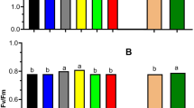 research papers on tomato plants