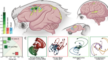 neural network phd thesis