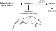 ABSTRACT THE mechanism which initiates puberty in the female mammal is not yet understood. Donovan and van der Werff ten Bosch1 have suggested that gonadal steroids inhibit gonadotrophin secretion in both young and adult animals and that this inhibition is mediated by the brain. Because the amount of steroid required to inhibit gonadotrophin secretion was lower in young than in adult animals, it was assumed that the neural receptors of immature individuals are more sensitive to the negative feedback action of gonadal steroids. A fundamental step towards sexual maturity would therefore be a reduction in the sensitivity of the hypothalamus to gonadal hormones. This hypothesis implies that the gonads are capable of adult activity before puberty, an assumption which has yet to be proved. Access through your institution Buy or subscribe This is a preview of subscription content, access via your institution ACCESS OPTIONS Access through your institution Subscribe to this journal Receive 51 print issues and online access $199.00 per year only $3.90 per issue Learn more Buy this article * Purchase on SpringerLink * Instant access to full article PDF Buy now Prices may be subject to local taxes which are calculated during checkout ADDITIONAL ACCESS OPTIONS: * Log in * Learn about institutional subscriptions * Read our FAQs * Contact customer support SIMILAR CONTENT BEING VIEWED BY OTHERS LOCAL EFFECT OF ALLOPREGNANOLONE IN RAT OVARIAN STEROIDOGENESIS, FOLLICULAR AND CORPORA LUTEA DEVELOPMENT Article Open access 16 March 2024 REDUCED GONADOTROPH STIMULATION BY ETHANOLAMINE PLASMALOGENS IN OLD BOVINE BRAINS Article Open access 26 February 2021 A POTENTIAL ROLE FOR THE ADRENAL GLAND IN AUTISM Article Open access 07 September 2021 REFERENCES * Donovan, B. T., and van der Werff ten Bosch, J. J., _J. Physiol._, 147, 78 (1959). Article  CAS  Google Scholar  * Rubin, B. L., Deane, H. W., Hamilton, J. A., and Driks, E. C., _Endocrinology_, 72, 924 (1963). Article  CAS  Google Scholar  * Weisz, J., and Lloyd, Ch. W., _Endocrinology_, 77, 735 (1965). Article  CAS  Google Scholar  * Corbin, A., and Daniels, E. L., _Neuroendocrinology_, 2, 304 (1967). Article  CAS  Google Scholar  * Hernandez, R., and Axelrod, L. R., _Analyt. Chem._, 35, 80 (1963). Article  CAS  Google Scholar  * Engel, L. L., Cameron, C. B., Stofyn, A., Alexander, J. A., Klein, O., and Trofimov, N. D., _Analyt. Biochem._, 2, 114 (1961). Article  CAS  Google Scholar  * Critchlow, V., and Bar-Sela, M. E., _Neuroendocrinology_ (edit. by Martini, L., and Ganong, W. F.), II (Academic Press, New York, 1967). Google Scholar  Download references AUTHOR INFORMATION AUTHORS AND AFFILIATIONS * Department of Zoology, Hebrew University of Jerusalem, BENJAMIN ECKSTEIN * Laboratory of Natural Products, Hebrew University School of Pharmacy, Jerusalem RAPHAEL MECHOULAM * Worcester Foundation for Experimental Biology, Shrewsbury, Massachusetts, 01545 SUMNER H. BURSTEIN Authors * BENJAMIN ECKSTEIN View author publications You can also search for this author inPubMed Google Scholar * RAPHAEL MECHOULAM View author publications You can also search for this author inPubMed Google Scholar * SUMNER H. BURSTEIN View author publications You can also search for this author inPubMed Google Scholar RIGHTS AND PERMISSIONS Reprints and permissions ABOUT THIS ARTICLE CITE THIS ARTICLE ECKSTEIN, B., MECHOULAM, R. & BURSTEIN, S. Identification of 5α-Androstane-3Α, 17Β-diol as a Principal Metabolite of Pregnenolone in Rat Ovary at Onset of Puberty. _Nature_ 228, 866–868 (1970). https://doi.org/10.1038/228866a0 Download citation * Received: 20 February 1970 * Revised: 20 May 1970 * Issue Date: 28 November 1970 * DOI: https://doi.org/10.1038/228866a0 SHARE THIS ARTICLE Anyone you share the following link with will be able to read this content: Get shareable link Sorry, a shareable link is not currently available for this article. Copy to clipboard Provided by the Springer Nature SharedIt content-sharing initiative