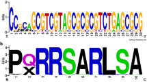 research paper on hybridoma technology