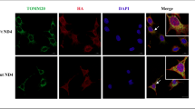 nitric oxide release glutathione Endogenous and its potential sources regulate glutathione-induced cadmium stress tolerance in maize plants Schematic metabolic pathways of nitric