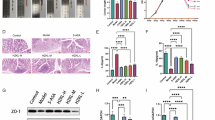 SAC regulates glutathione metabolism via the Keap1/Nrf2/GPX4 signaling  pathway to inhibit ferroptosis and alleviate ulcerative colitis |  Scientific Reports
