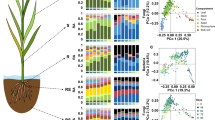Transmitting silks of maize have a complex and dynamic microbiome