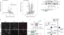 phd with roche