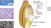 introduction to celiac disease research paper