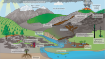 essay about forest fire