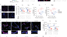 A\u03b2 efflux impairment and inflammation linked to cerebrovascular ...