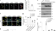 inflammation research