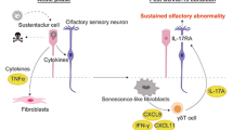 glutathione peroxidase 6 Role of glutathione-peroxidase activity in post-COVID-19 olfactory dysfunction | The Egyptian Journal of Otolaryngology STRENGTH:Core Glutathione depletion inhibits dendritic Best Creatine for Muscle Gain