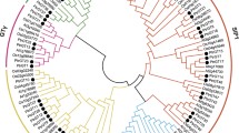 Genome-wide analysis and functional exploration of the LSD gene family ...