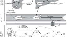 new research on creatine