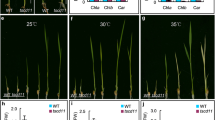 Chlorophyll deficient 5 encodes a DNA helicase and is essential for ...