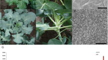 The transcription factor BoMYC2 negatively regulates seed size by ...