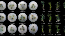 Effects of light quality, light intensity, and photoperiod on growth ...
