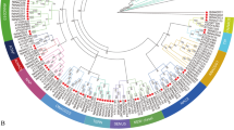 Genome-wide identification of the NAC gene family and its functional ...