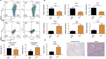 Differentiation and Polarization of THP-1 Cells into M1 and M2 ...