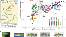 Optimizing Carp Fish Classification with Weighted Voting Ensemble ...